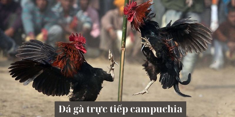 đá gà trực tiếp campuchia