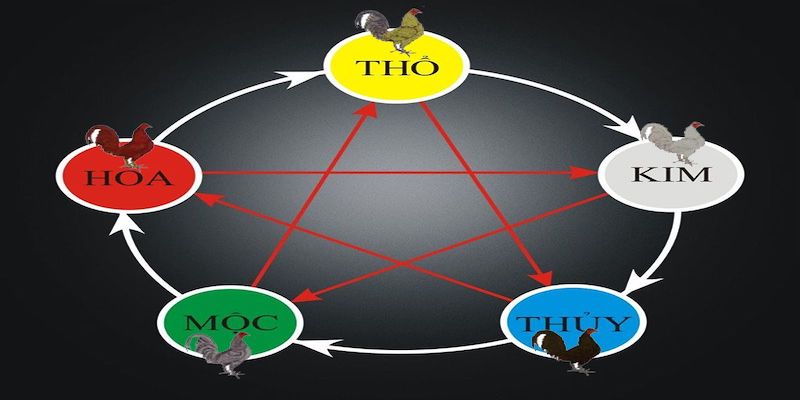 Tìm hiểu ý nghĩa màu mạng đá gà